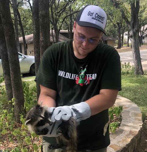 Member of Wildlife X team Oklahoma City handling a racoon humanely