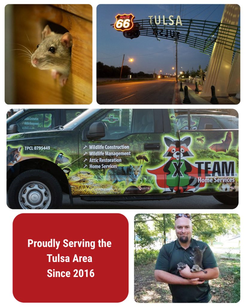 Wildlife X Team Tulsa montage