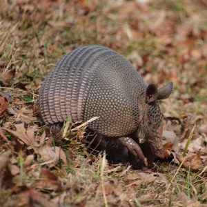 Armadillo caught by Wildlife x team oklahoma city